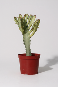 Euphorbia White Ghost - Potted plant -  Tumbleweed Plants