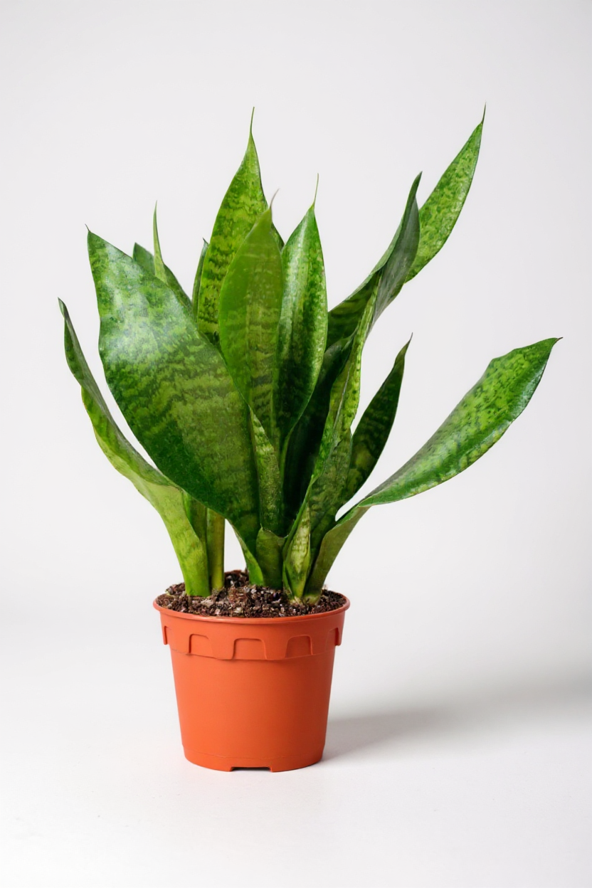 Little Sansevieria Zeylanica