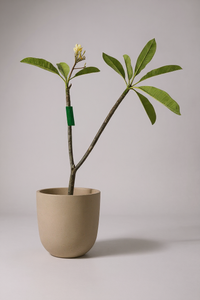 Frangipani - Potted plant -  Tumbleweed Plants