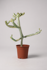 Euphorbia White Ghost - Potted plant -  Tumbleweed Plants