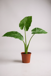 Giant Taro Large - Potted plant -  Tumbleweed Plants