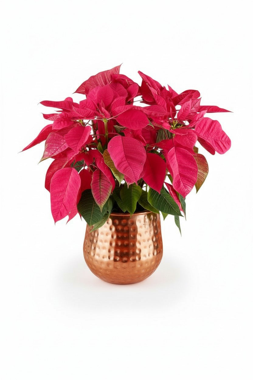 Poinsettia - Tall