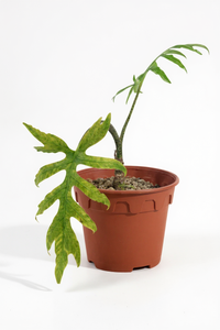 Alocasia Brancifolia - Potted plant -  Tumbleweed Plants