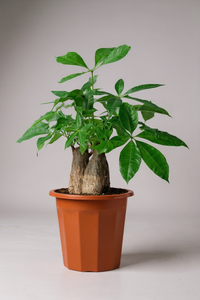 Money Tree Skyrocket - Potted plant -  Tumbleweed Plants