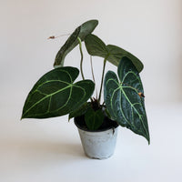 Crystal Red Anthurium Junior