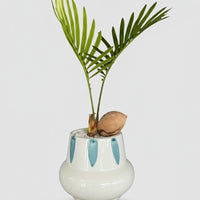 Cycas Japanese t-Cup Bonsai