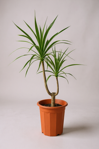 Dracaena Draco (single stem/head) - Potted plant -  Tumbleweed Plants
