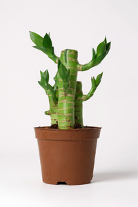 Mini Lucky Bamboo Plant