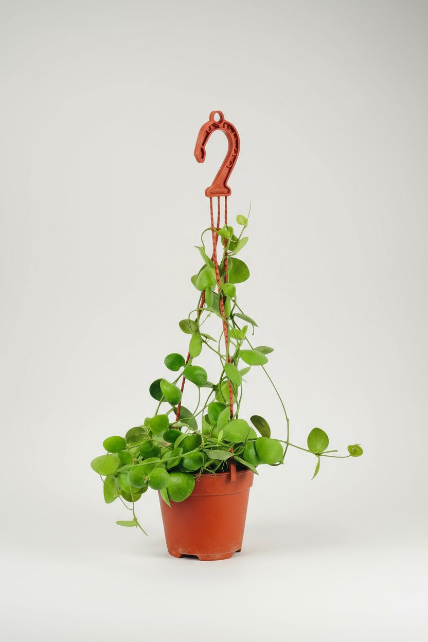 Dischidia Pectinoides - Pocket Money Plant