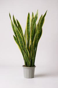 Sanseviera Trifasciata Laurentii (1.0m) - Potted plant -  Tumbleweed Plants