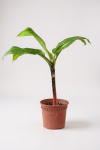 Banana Tree - Potted plant -  Tumbleweed Plants