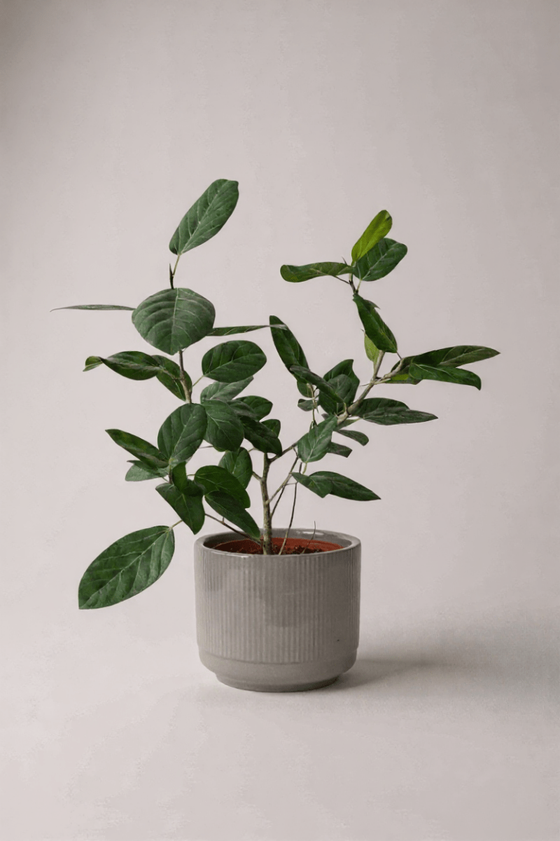 morandi pot