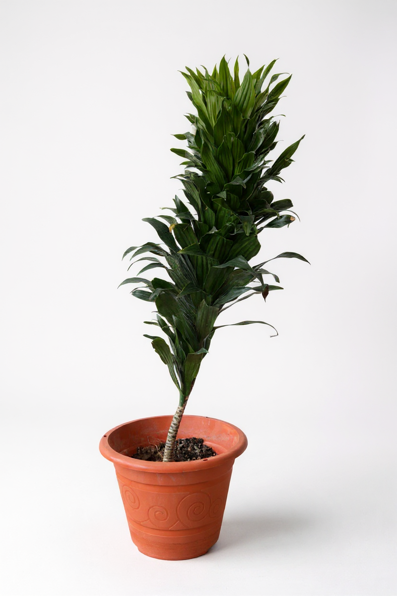 Dracaena Compacta - Potted plant -  Tumbleweed Plants