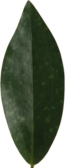 Whale Fin Snake Plant - Large