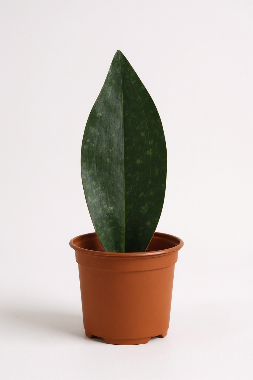 Grow Pot