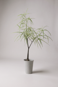 Bottle Tree Short (Brachychiton Rupestris) - Potted plant -  Tumbleweed Plants