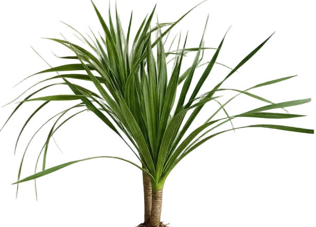 Dracena Dragon Tree (Single)