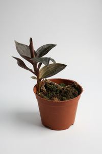 Giant Jewel Orchid - Potted plant -  Tumbleweed Plants