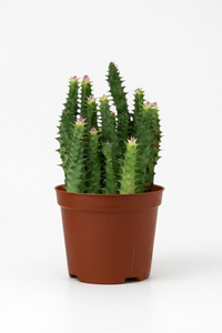 Pink Tip Succulent