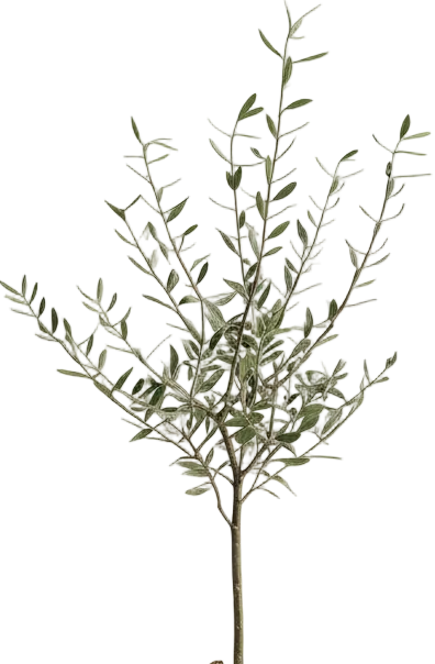 Olive Tree Junior - Japan