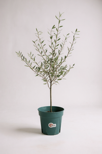 Olive Tree Junior - Japan - Potted plant -  Tumbleweed Plants