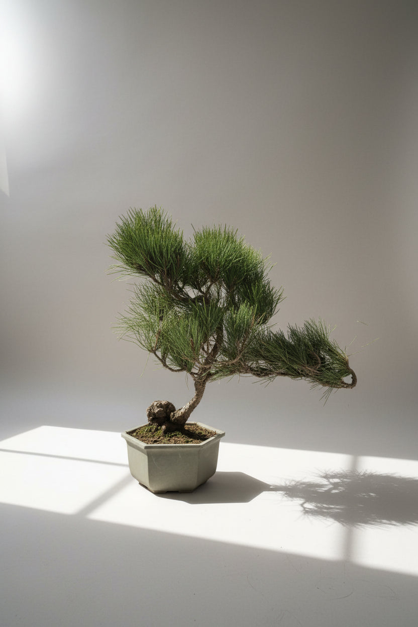 Japanese Black Pine Bonsai - Natural Growth