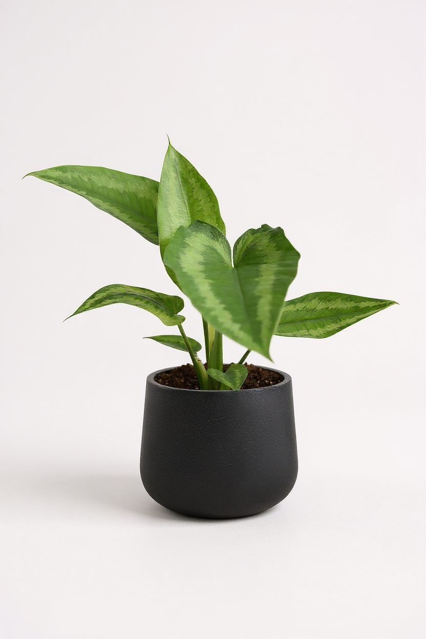 Drop Tongue Plant - Potted plant -  Tumbleweed Plants