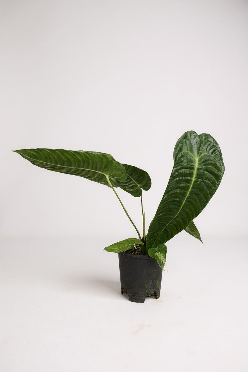 Anthurium veitchii – King Anthurium - Potted plant -  Tumbleweed Plants