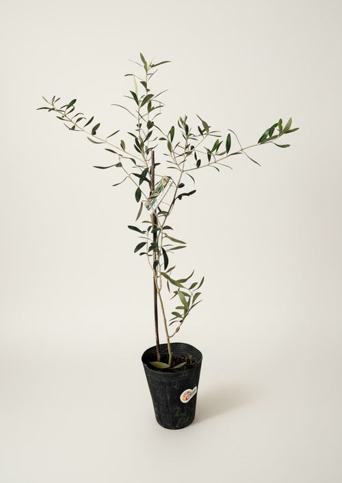 Tumbleweed Plants