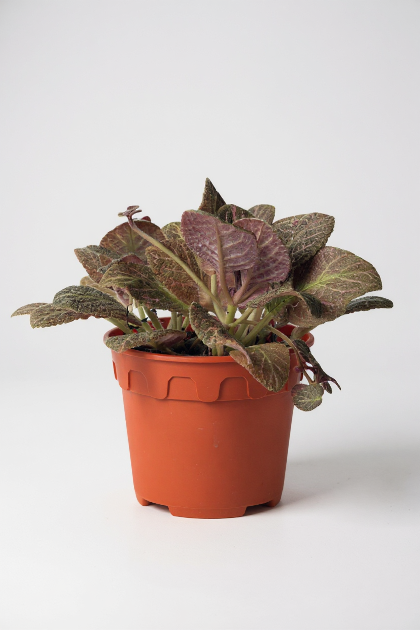 Assorted Episcia Plant