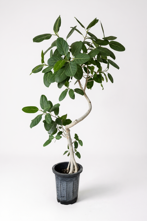 Ficus Benhalensis Audrey Bending Tall - Potted plant -  Tumbleweed Plants