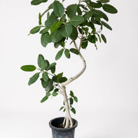 Ficus Benhalensis Audrey Bending Tall