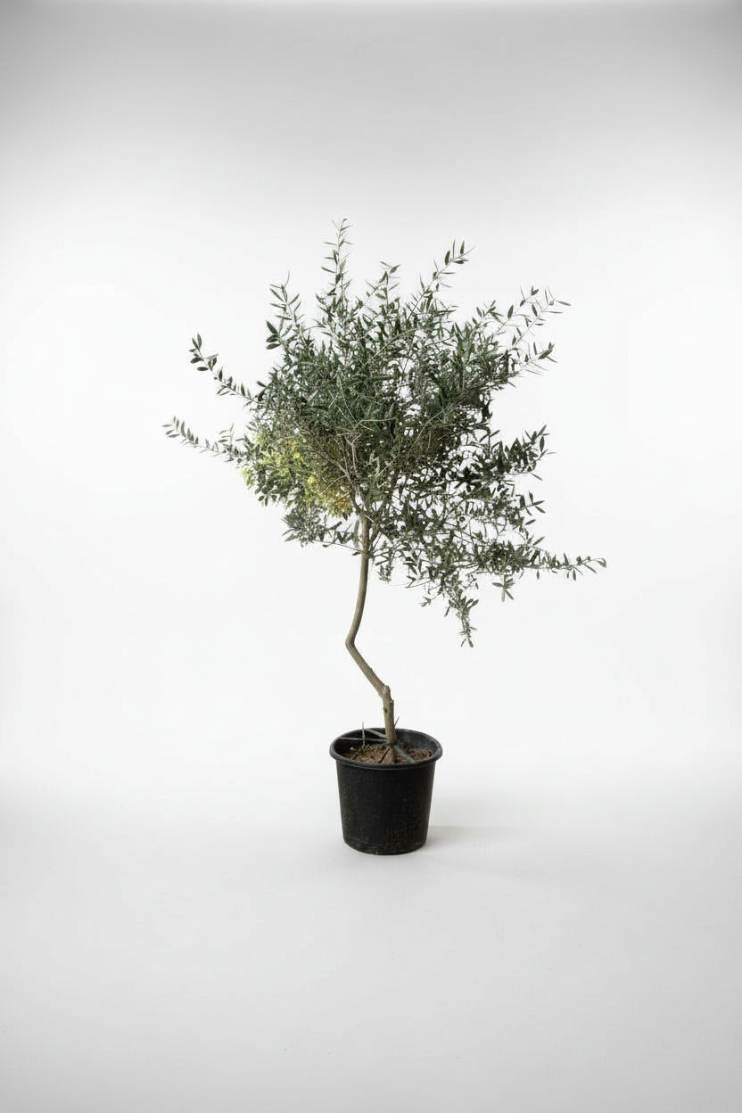 Big Olive Tree - Australia