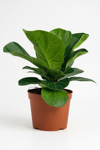 Baby Ficus Lyrata