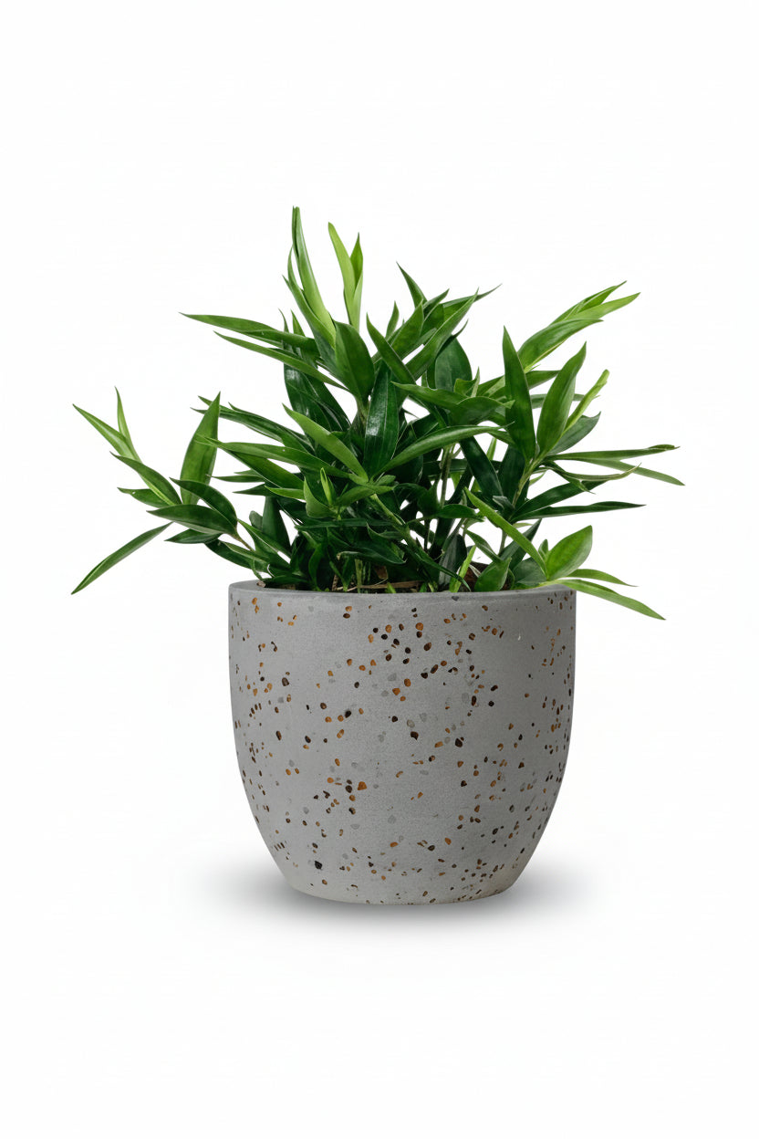 Dracaena Surculosa - Japanese Bamboo