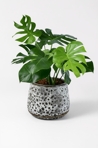Monstera Deliciosa (0.5m) - Potted plant -  Tumbleweed Plants
