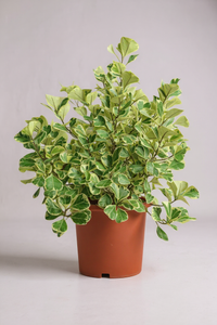 Ficus Triangularis Variegated Junior - Potted plant -  Tumbleweed Plants