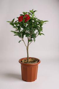 Camellia - Potted plant -  Tumbleweed Plants