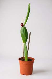 Prickly Pear Cactus (0.4m) - Potted plant -  Tumbleweed Plants