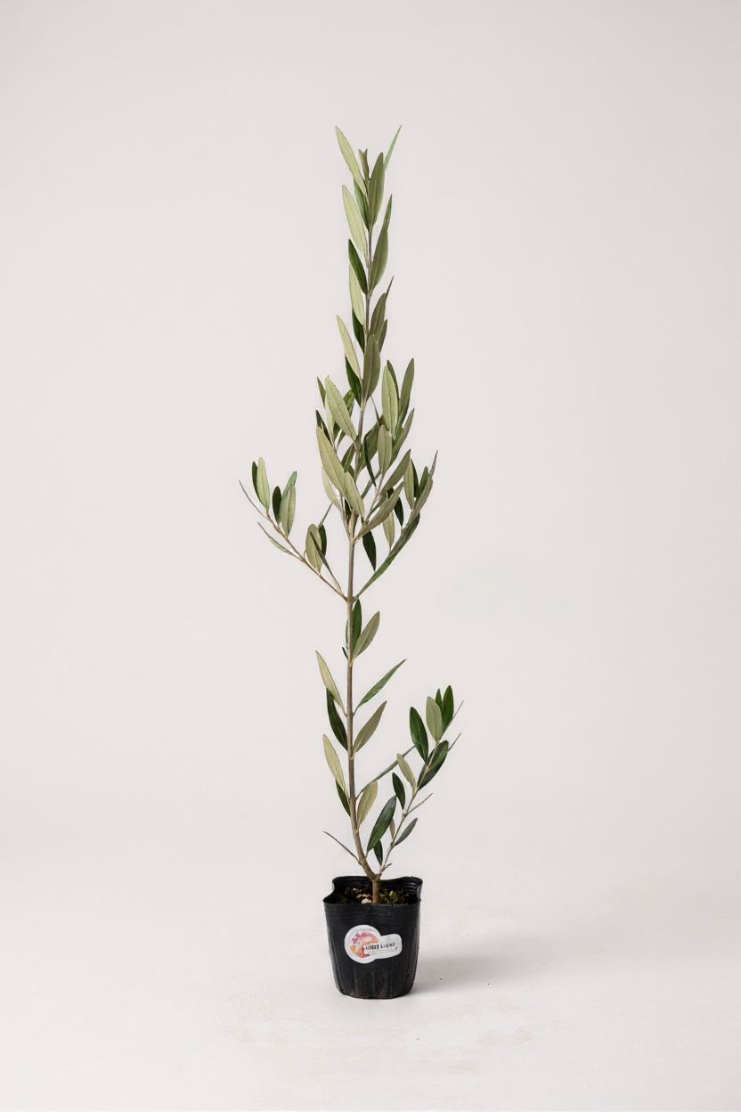 Olive Plant Kodomo - Japan - Potted plant -  Tumbleweed Plants