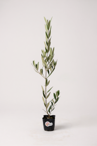Olive Plant Kodomo - Japan - Potted plant -  Tumbleweed Plants