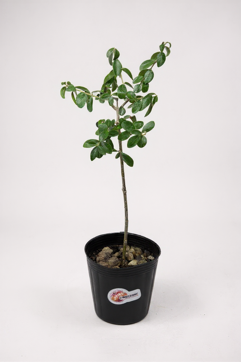 XS Olive Tree Topiary (Shodoshima Japan)