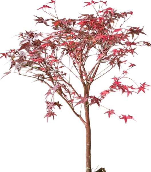 Maple Tree Bonsai (Acer Palmatum)