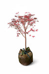 Maple Tree Bonsai (Acer Palmatum)