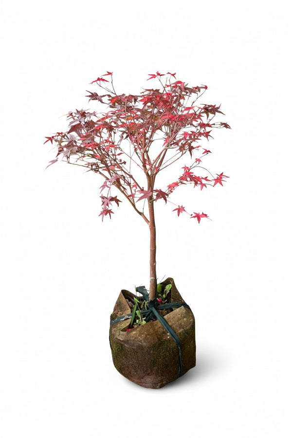 Maple Tree Bonsai (Acer Palmatum)