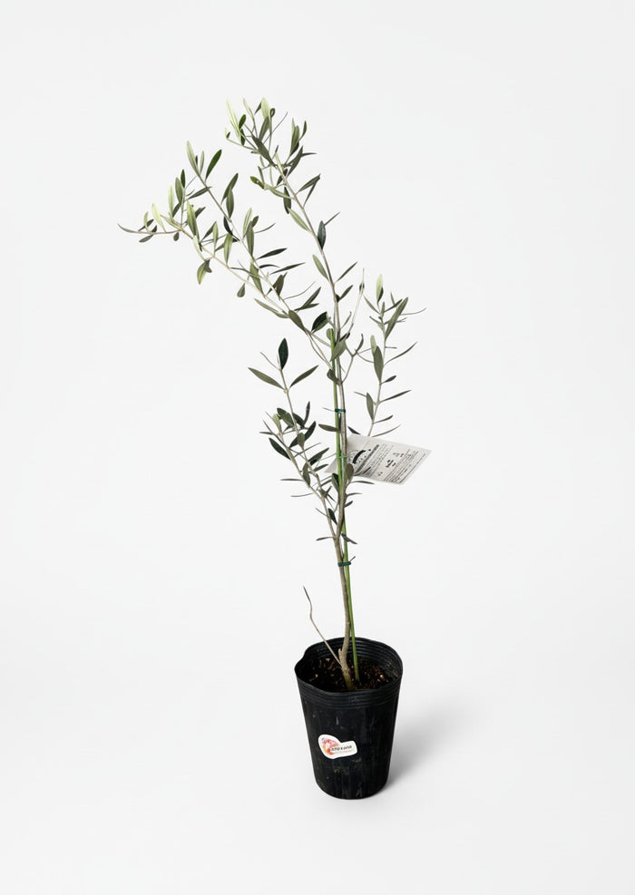 Olive Tree Standard - Japan