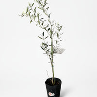 Olive Tree Standard - Japan