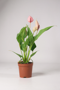 Anthurium Lili Pink