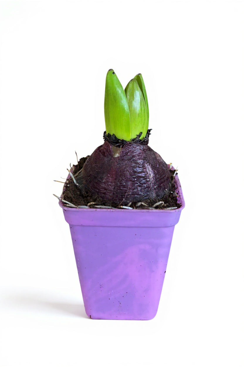 Hyacinthus Bulb (Assorted Colours) — CNY Seasonal Bloom