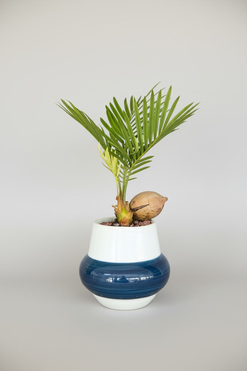 Cycas Japanese t-Cup Bonsai